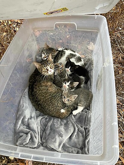 Dentro da caixa havia uma família inteira de gatos. Felizmente eles estavam bem.