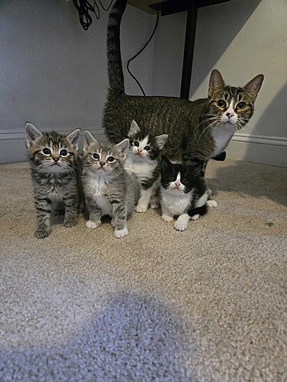 Em pouco tempo os gatinhos começaram a prosperar.