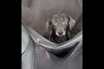 Ao encontrar cachorrinha medrosa vivendo no meio do lixo, protetora faz promessa olhando em seus olhos.