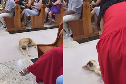 Tudo estava perfeito, marcha nupcial prestes a tocar até que cão caramelo surge e quase cancela casamento.