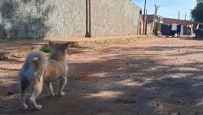 Todos os dias, o vira-lata aguarda no mesmo local.