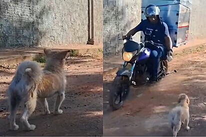 Cachorrinho espera todos os dias entregador que lhe traz presente especial e alegria do encontro viraliza.