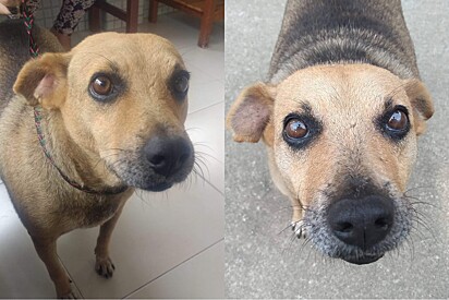 Cachorro rejeitado em feira de adoção por sua aparência, ganha família amorosa.