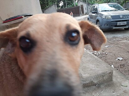 Zeca era um vira-latinha assustado que só descobriu o amor depois de ser resgatado.