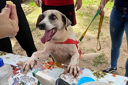 Até hoje, Chico não foi adotado.