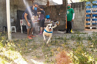 Ele continua um cachorro alegre e carinhoso.