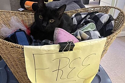 Gatinho de abrigo deita em cesto de itens gratuitos na esperança de ser adotado.