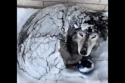 A primeira vista, era uma cena triste de um husky abandonado na neve, mas realidade era muito diferente.