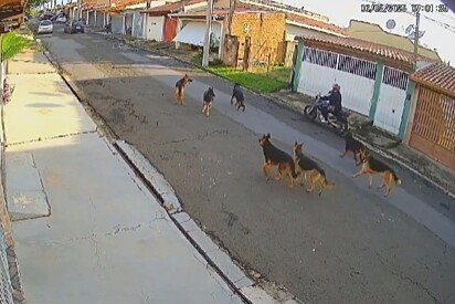 A fuga dos pastores: 7 cães pastores são flagrados andando em grupo na cidade.