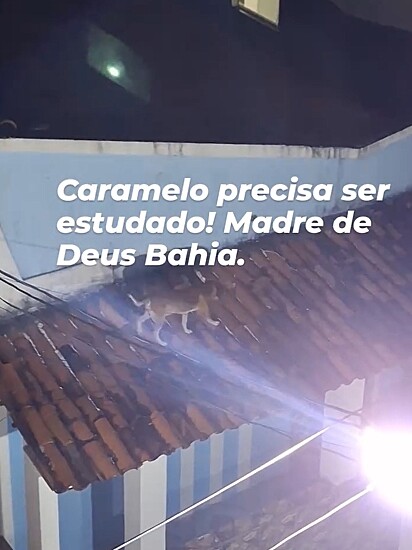 O caramelo caminhava pelo telhado do vizinho.