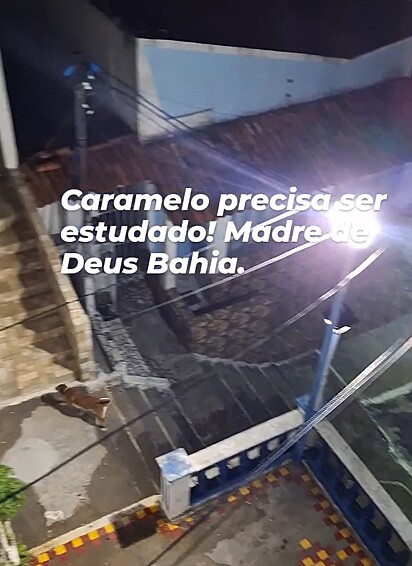 O caramelo encontrou uma maneira de fugir de casa.