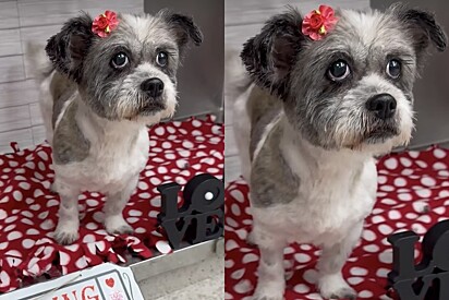 Cachorrinha se arruma e coloca lacinho para esperar futuros donos - mas eles não aparecem