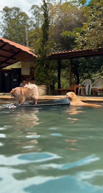 Realizando o transporte de balsa, ele leva os cães até a beira da piscina.