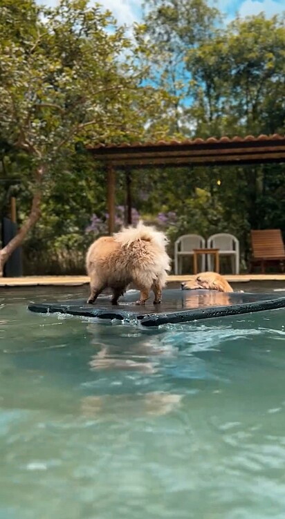 Recentemente o golden retriever desenvolveu uma nova habilidade. 