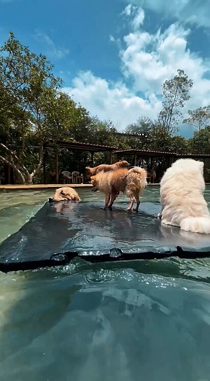 Com muito cuidado, ele transporta cachorrinhos pela piscina.