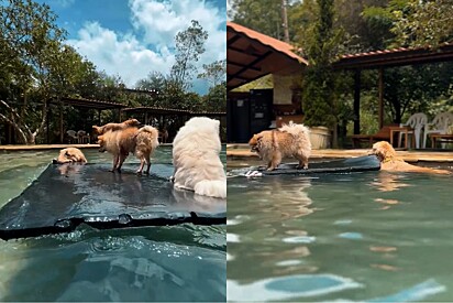 Cão Golden é flagrado fazendo serviço de balsa para que irmãos menores atravessem a piscina em segurança.