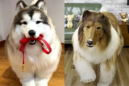 Japonês que gastou fortuna para virar cachorro agora oferece serviço de aluguéis de fantasias de animais.