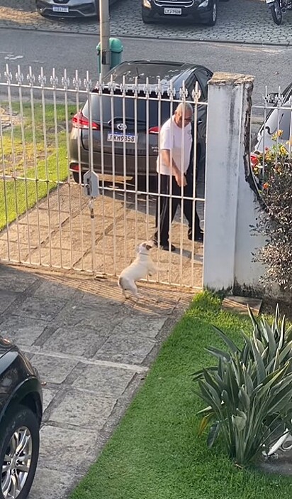 Assim que foi deixado em casa, o cão se revoltou contra o passeador.