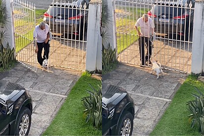 Mal-agradecido, cachorro destrata passeador, e homem, sem escolha, mostra o que precisou ser feito.