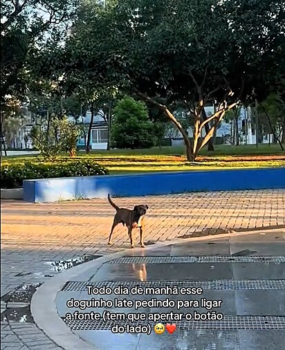 O cão late para pedir que o casal ligue a fonte.