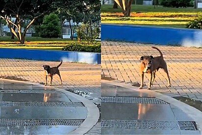 Cachorrinho de rua encanta moradores com pedido inusitado na praça.