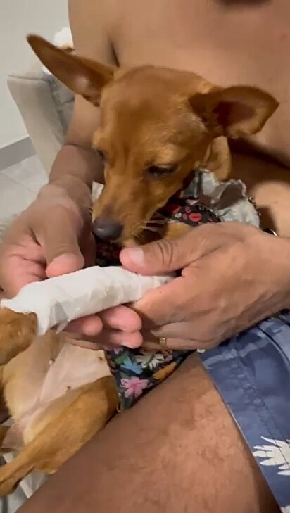 A pinscher Maya machucou a patinha e agora precisa de cuidados.