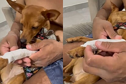 Drama de milhões: cadela pinscher fecha os olhos e finge desmaio para escapar de tratamento.