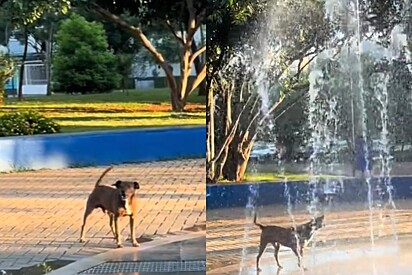 Cachorrinho de rua pede todos os dias para amigo ligar fonte para ele brincar e alegria da cena encanta