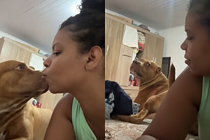 Após chegar do trabalho, mulher pede um beijo para cachorro pitbull, mas acaba recebendo uma humilhação