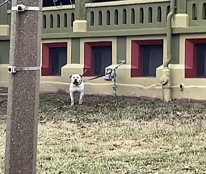 Eddie foi cruelmente abandonado, amarrado a um hidrômetro.