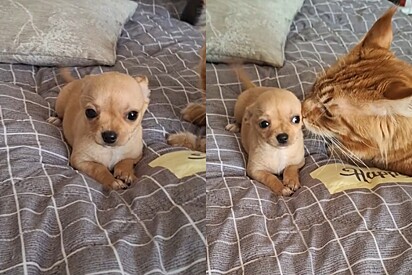 Filhote fica constrangido após receber cheirada no cangote de gato e vídeo é a coisa mais linda do dia