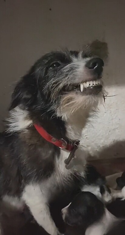 Após um mês de resgate, a cachorrinha já estava até sorrindo para a equipe.