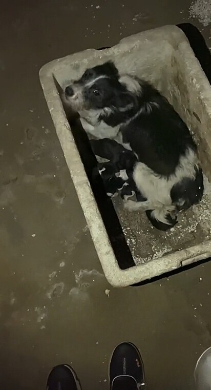 Uma cachorrinha foi abandonada em um ferro-velho.