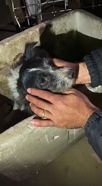 Inicialmente arisca, a cachorrinha cedeu e deixou os voluntários se aproximarem.