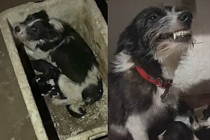 Cachorrinha Estopinha, que tinha medo de humanos, hoje sorri em gratidão por terem salvado ela e seus filhotes.