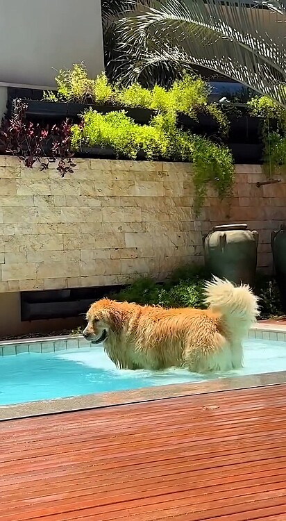 No entanto, uma internauta criticou a presença do cão na piscina.