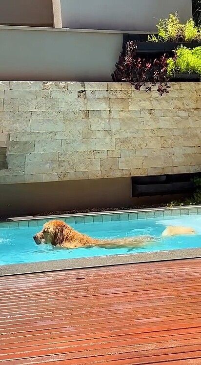 O golden retriever Alfredo aparece aproveitando a piscina para se refrescar em um dia quente.