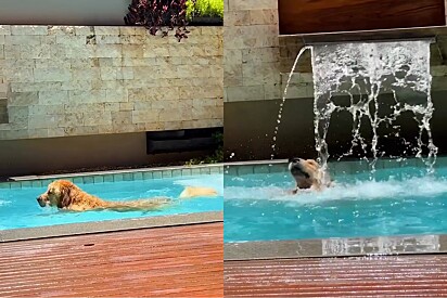 Após ser criticada por deixar cão Golden entrar na piscina, tutora envia vídeo com a melhor resposta.