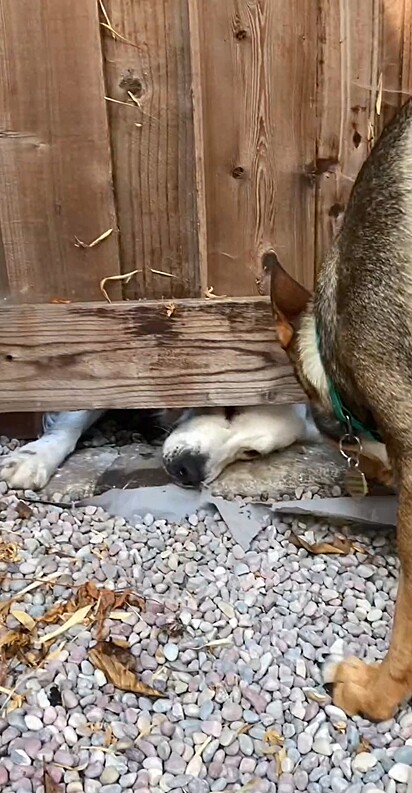 Os cães Trapper e Fritz são melhores amigos e viviam separados por uma cerca.