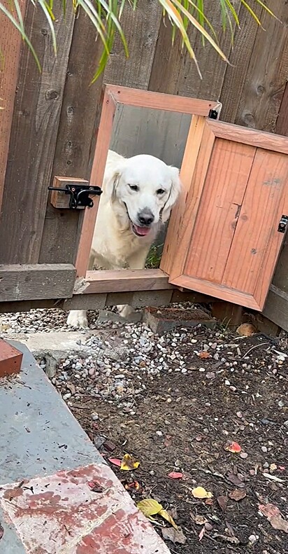 Para dar fim à tristeza dos cães, os tutores encontraram uma solução.