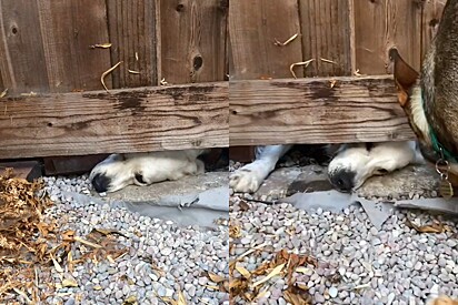 Após um ano, cão finalmente conquista o que gostaria após espiar embaixo de portão do vizinho.