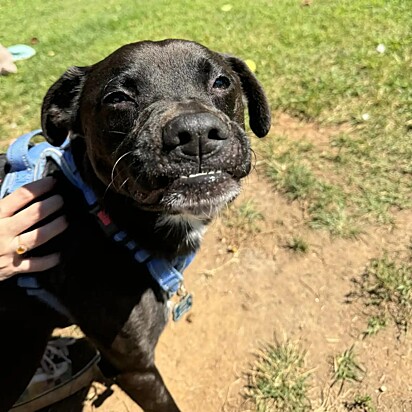 A família de Duke o deixou no abrigo de animais.