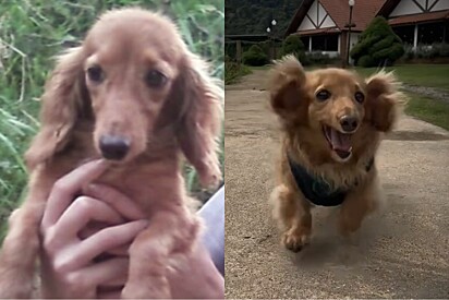 Cachorro de pelos dourados devolvido por ser calmo demais mostra como está sua vida agora.