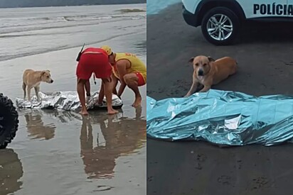 Sempre ao seu lado: Cachorrinho caramelo é encaminhado para adoção após se recusar a sair do lado de tutor falecido em praia