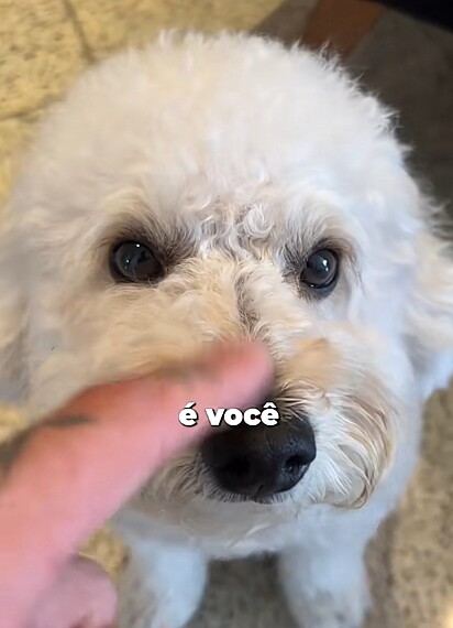 Antônio, o poodle.