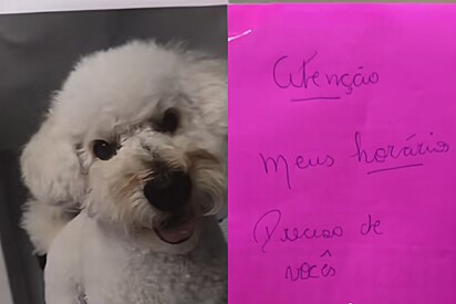 Mãe deixa rotina detalhada para que filho cuide de seu cão Poodle Antônio e lista mordomias viraliza