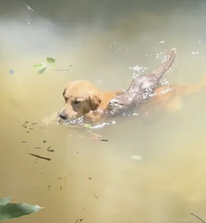 O cachorro golden retriever nada junto com a lontra.