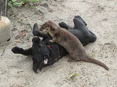 Em São Paulo uma cadela labradora também formou um laço especial com uma lontra.