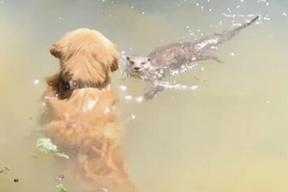 Golden retriever é filmado nadando junto com criatura adorável, e cena se torna digna de um filme da Disney.