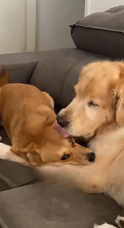 Golden retriever idoso tem tratamento especial com vira-lata caramelo recém-adotada. 